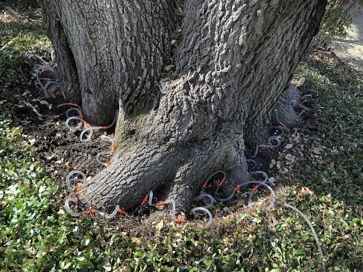 Detailed Tree Cabling and Bracing job site in Swanlake