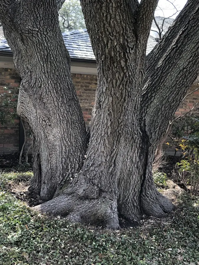 Mature heritage tree close to a Swanlake property cared for by certified arborists